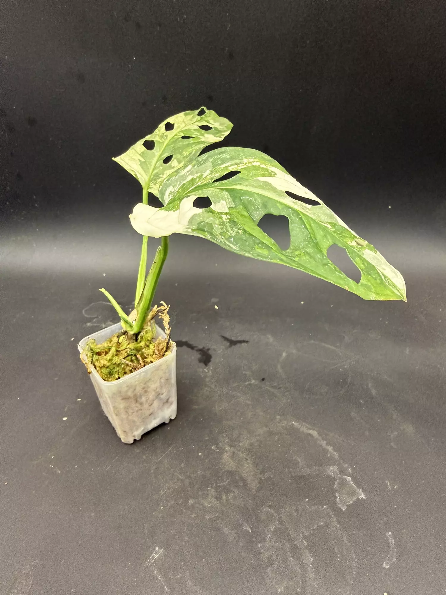 plant/Monstera Adansonii Tricolor-1