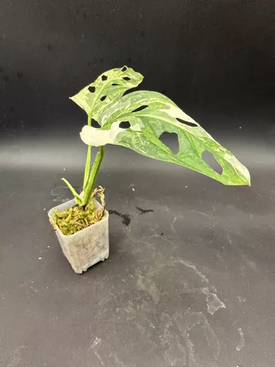 plant/Monstera Adansonii Tricolor-1-thumbnail
