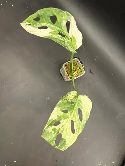 plant/Monstera Adansonii Tricolor-2-thumbnail