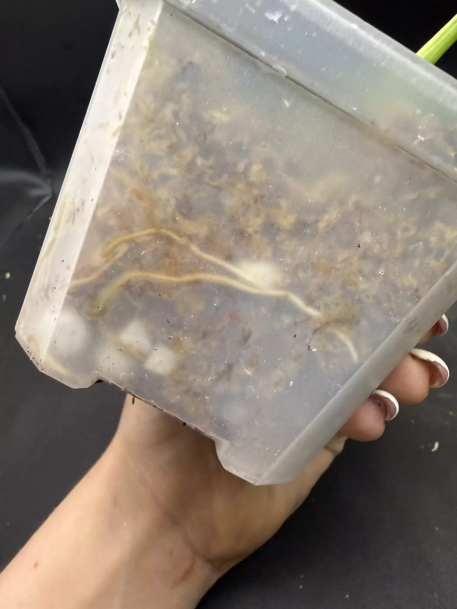 plant/Monstera Adansonii Aurea HUGE LEAVES-4