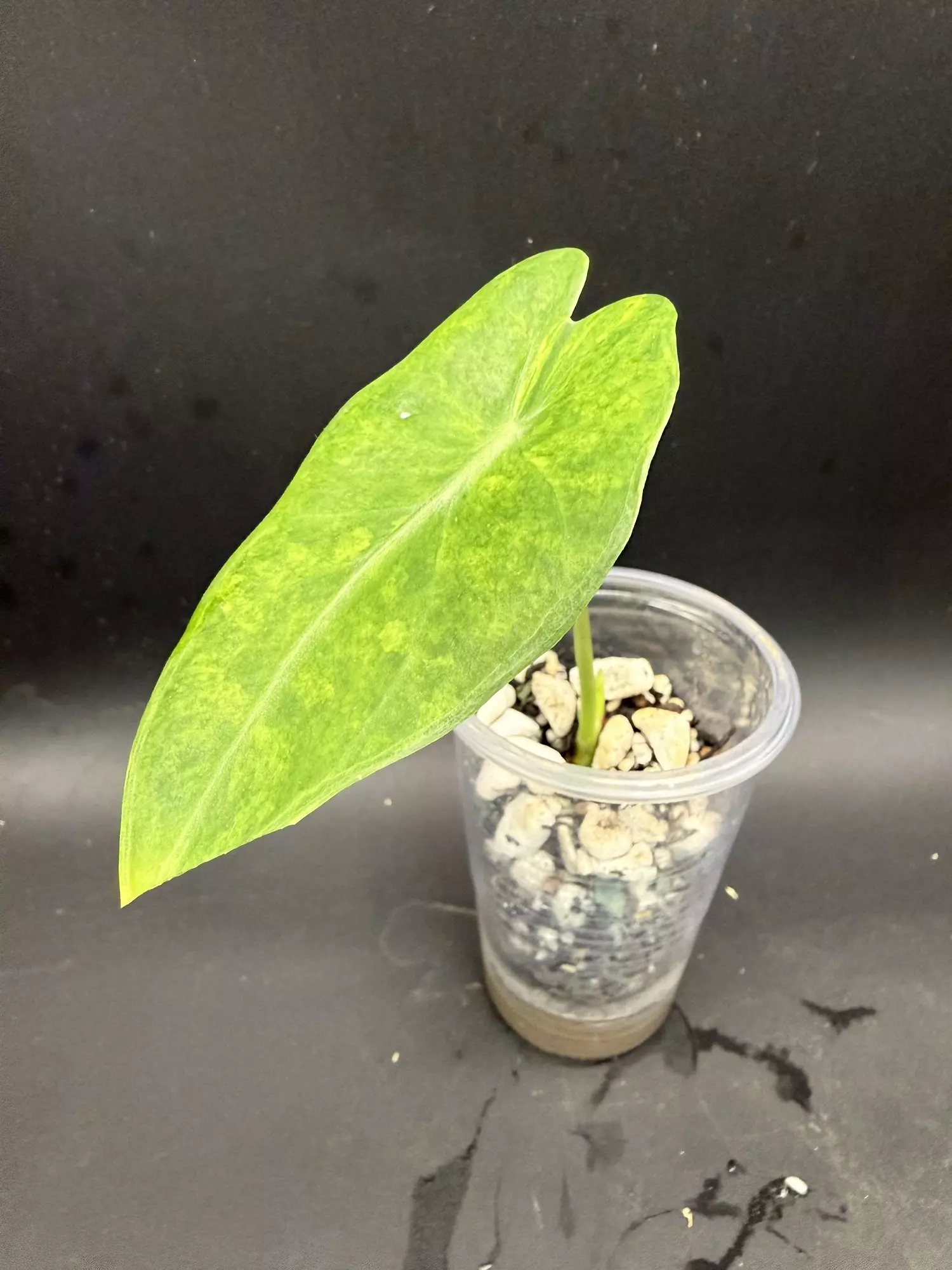 plant/Alocasia Longiloba Lucifer pup from corm-0