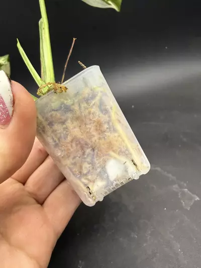 plant/Monstera Adansonii Tricolor-4-thumbnail