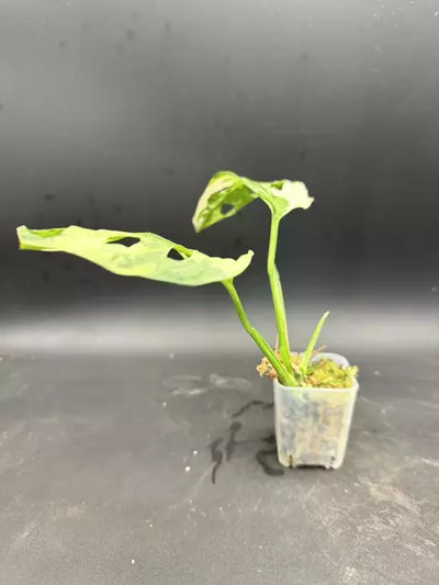 plant/Monstera Adansonii Tricolor-3-thumbnail