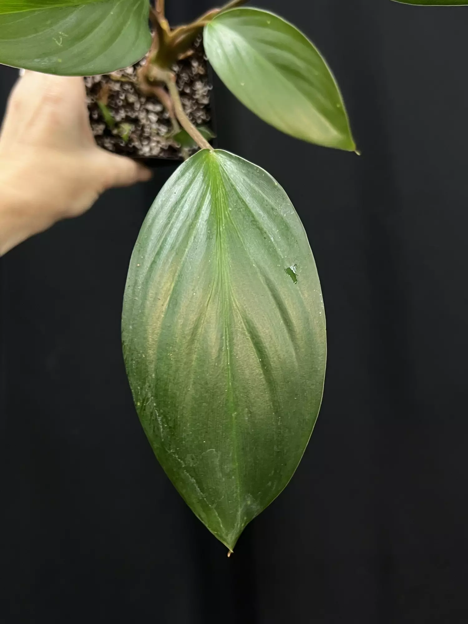plant/Homalomena palawanensis-0