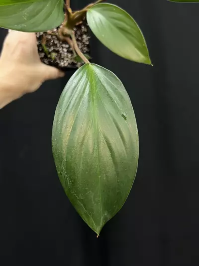 plant/Homalomena palawanensis-0-thumbnail