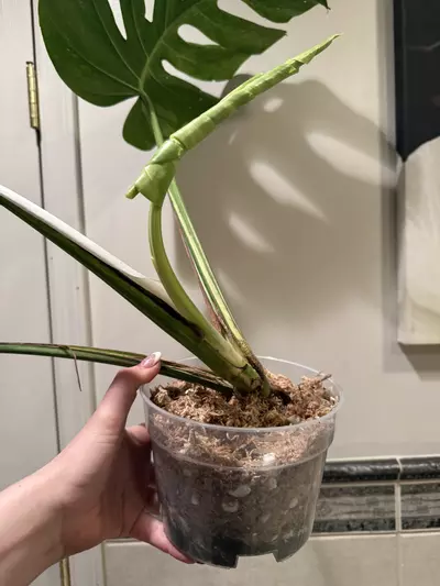 plant/Monstera Mint Noid-2-thumbnail