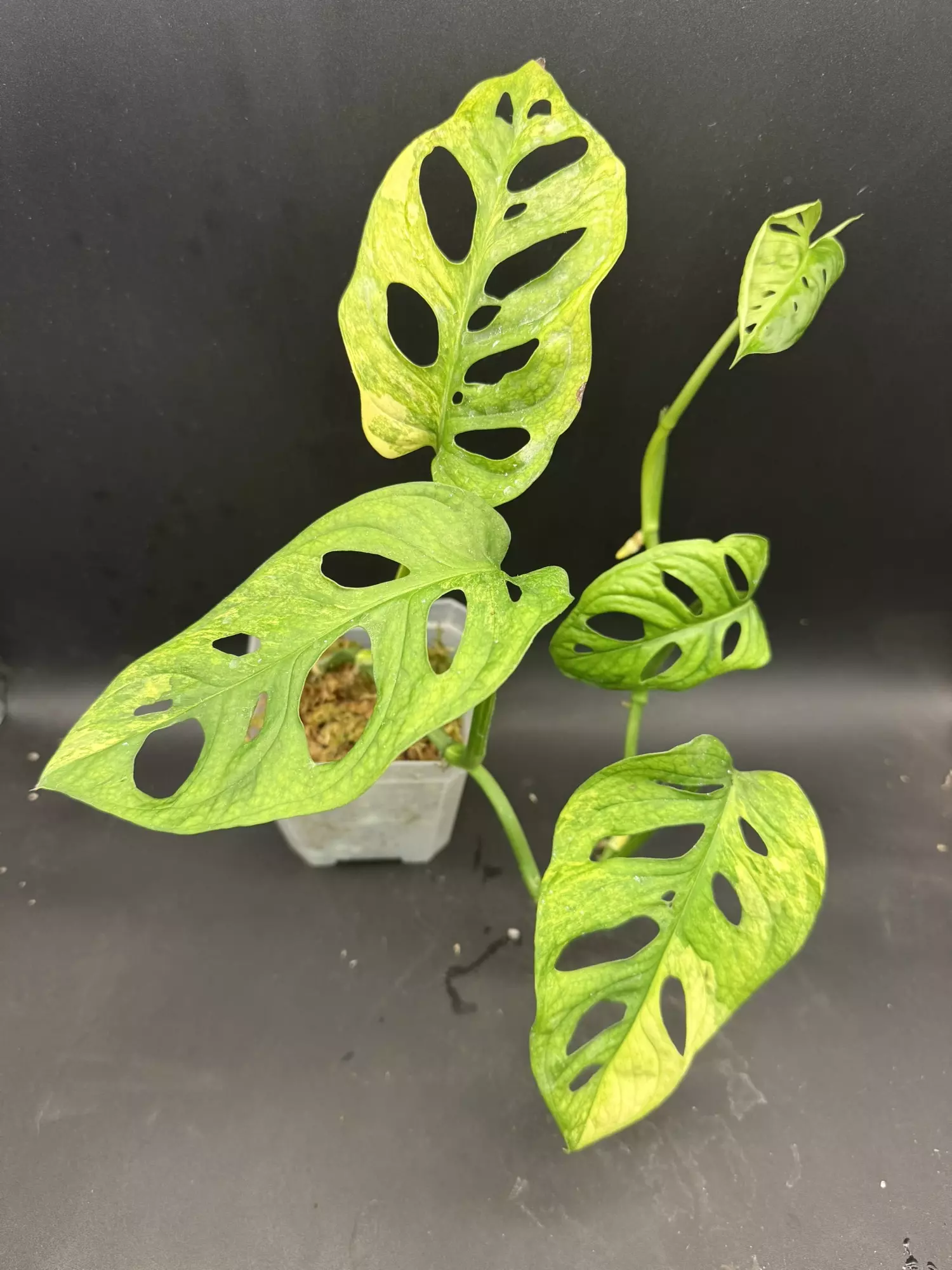 plant/Monstera Adansonii Aurea HUGE LEAVES-0