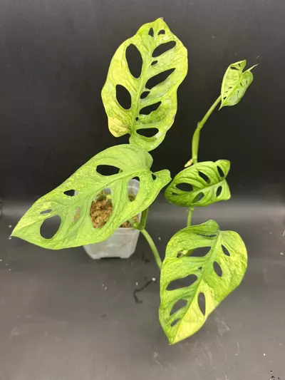 plant/Monstera Adansonii Aurea HUGE LEAVES-0-thumbnail