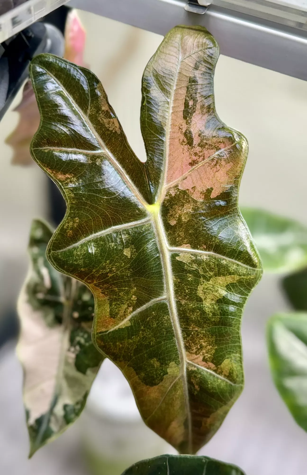 plant/Alocasia Pink Pseudo Sanderiana corm “B” (mama NFS)-0