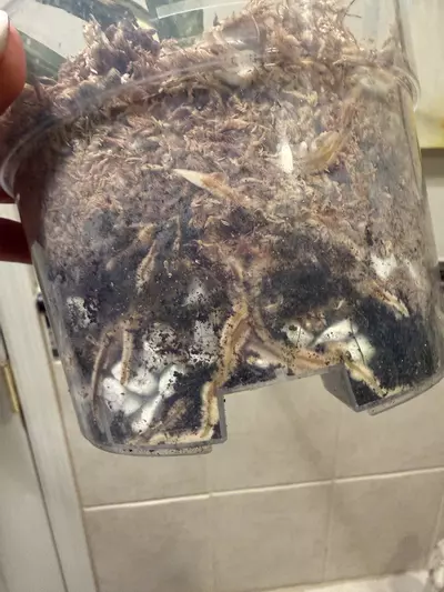 plant/Monstera Mint Noid-3-thumbnail