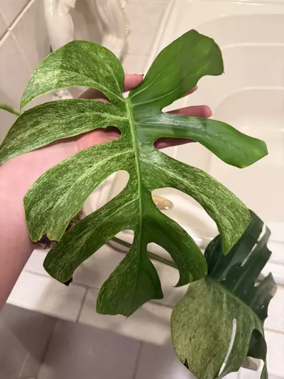 plant/Monstera Mint Noid-0-thumbnail