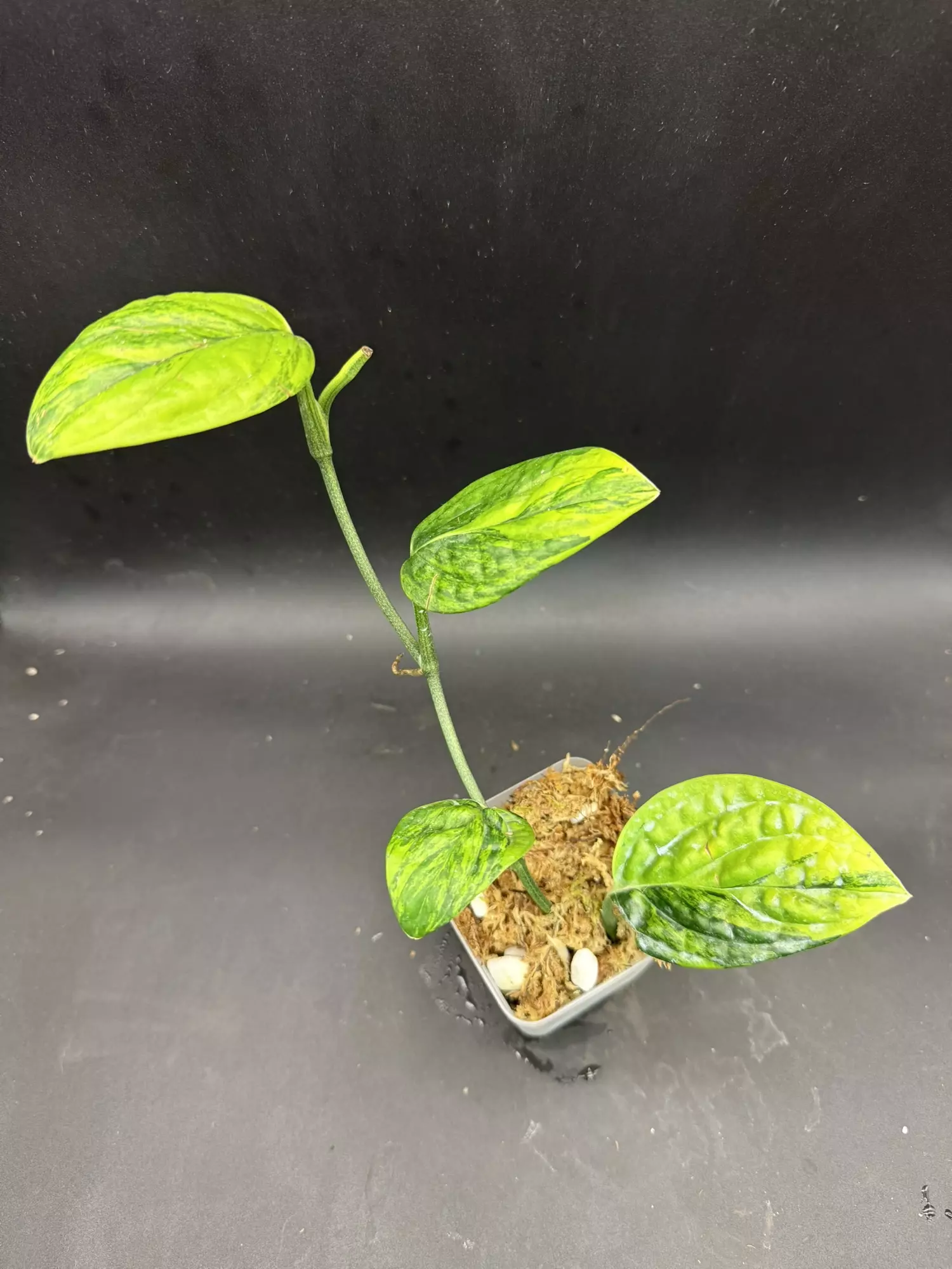 plant/Monstera Peru Variegated, rooted bottom-2