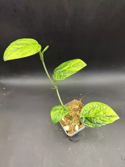 plant/Monstera Peru Variegated, rooted bottom-2-thumbnail