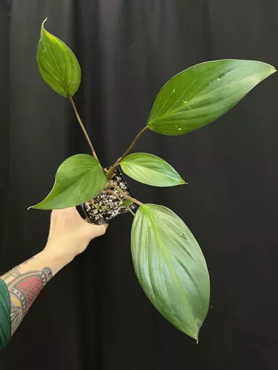 plant/Homalomena palawanensis-1-thumbnail