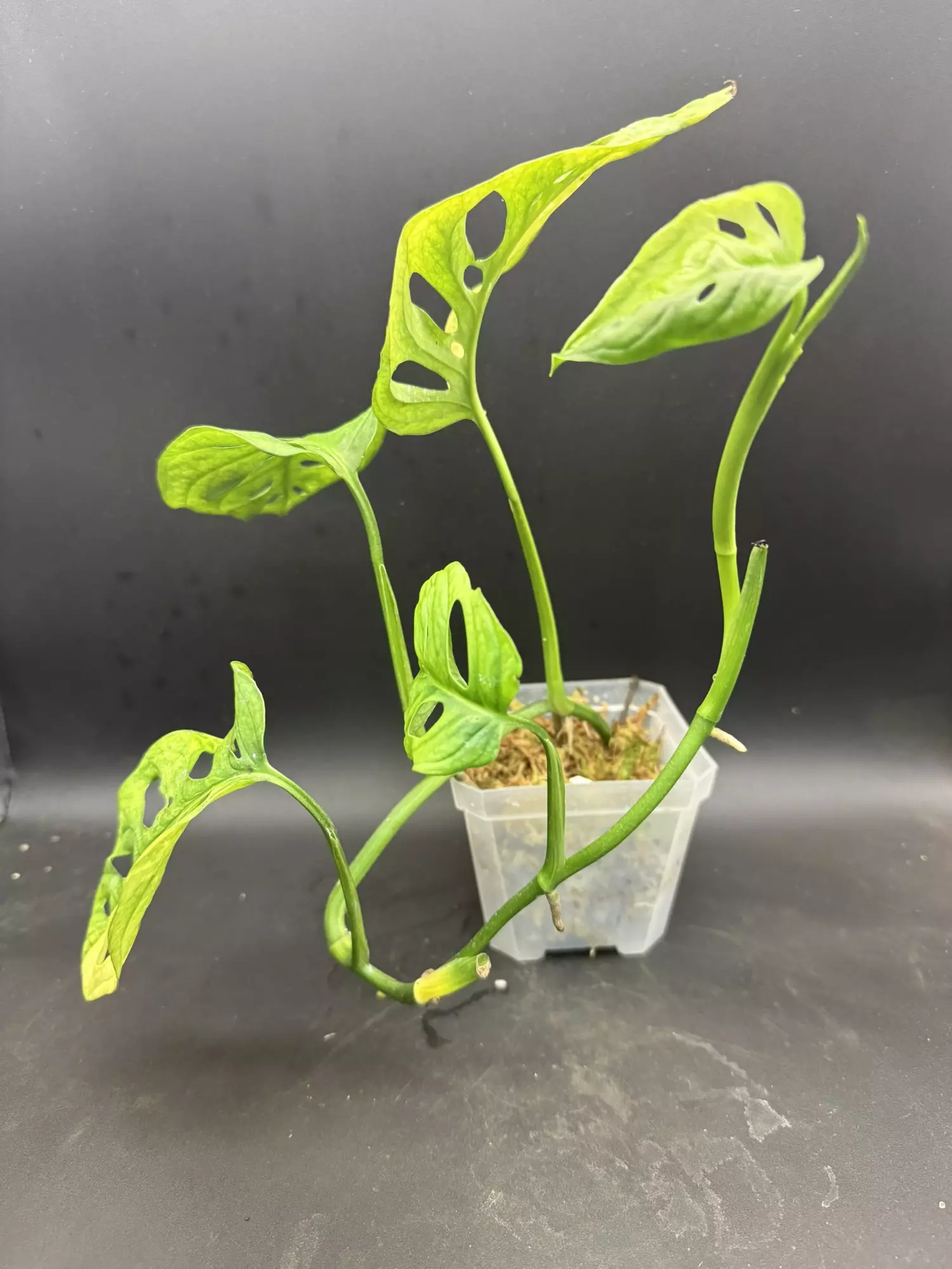 plant/Monstera Adansonii Aurea HUGE LEAVES-1