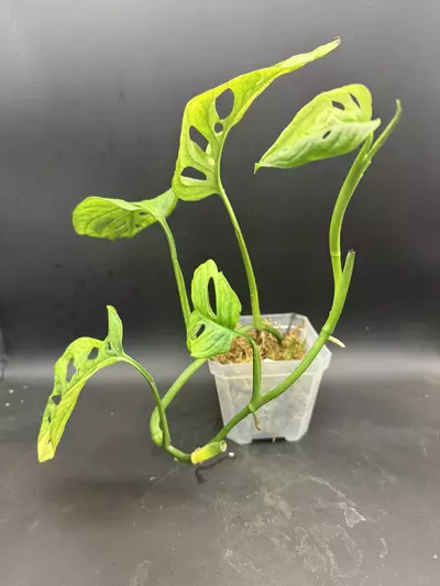 plant/Monstera Adansonii Aurea HUGE LEAVES-1-thumbnail