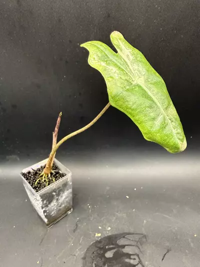 plant/Alocasia Psuedo Sanderiana Pink-1-thumbnail