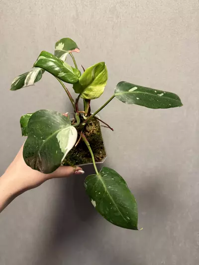 plant/Philodendron White Princess Tricolor-2-thumbnail