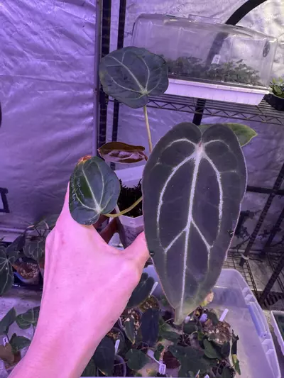 plant/Lost tag-0-thumbnail