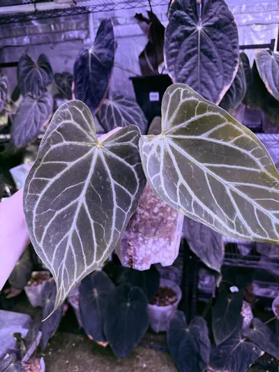 plant/FTG crystal x self full plant-0-thumbnail