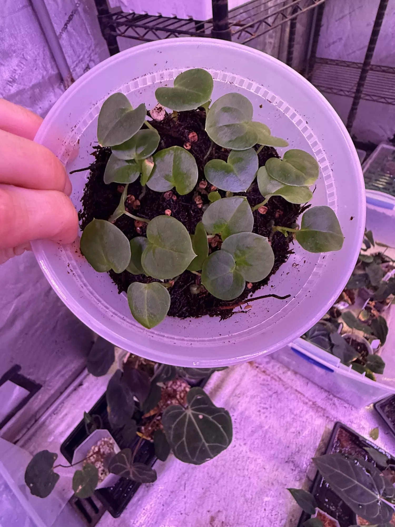 plant/GC pap Carla x self-0