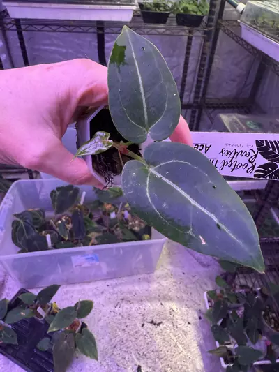 plant/Tim’s black x NSE aos-0-thumbnail