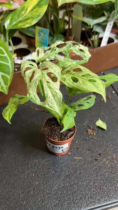 plant/9435 Frozen Freckles Monstera-1-thumbnail