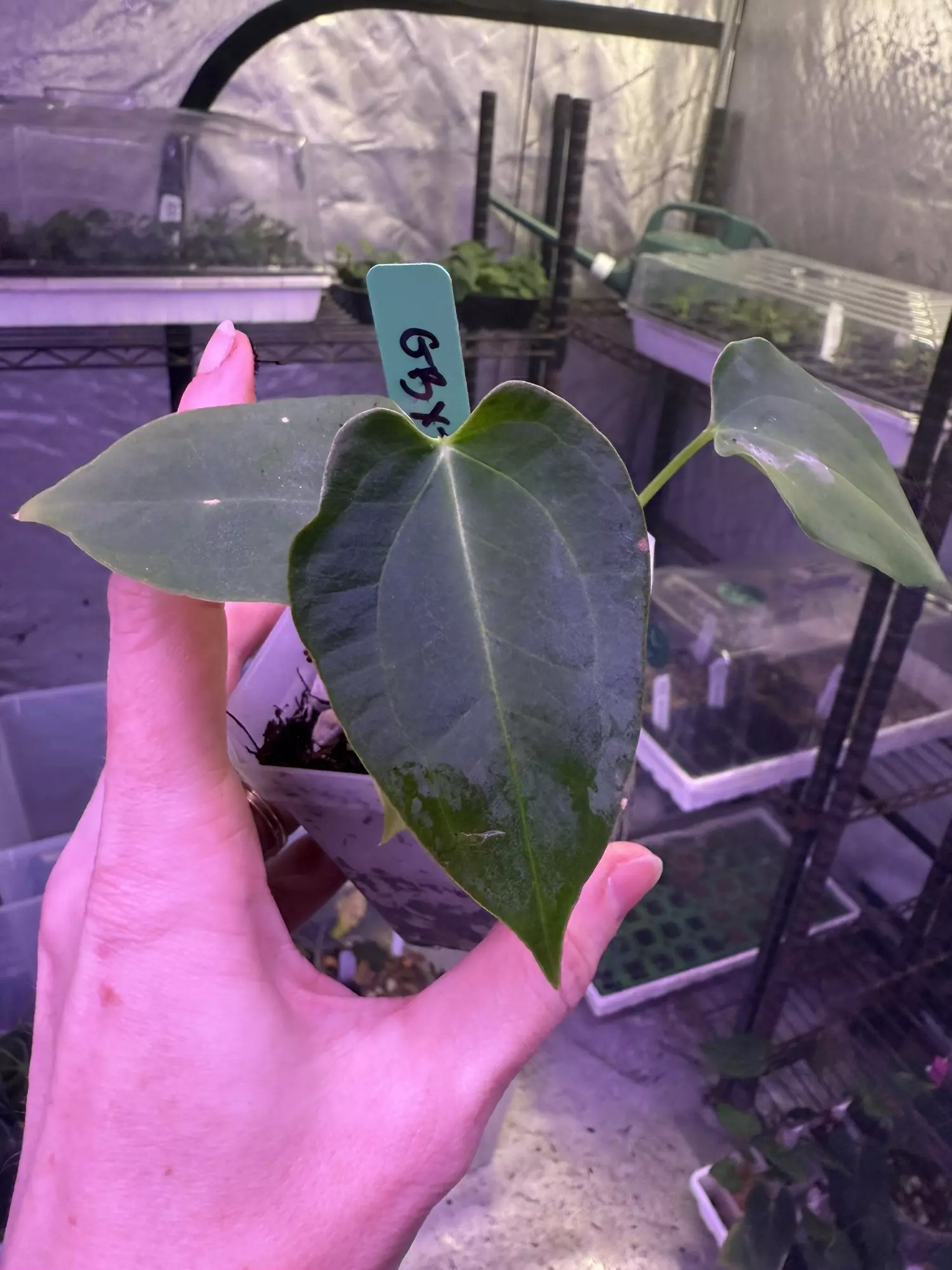 plant/Pap gatorbod x Tim’s black-0