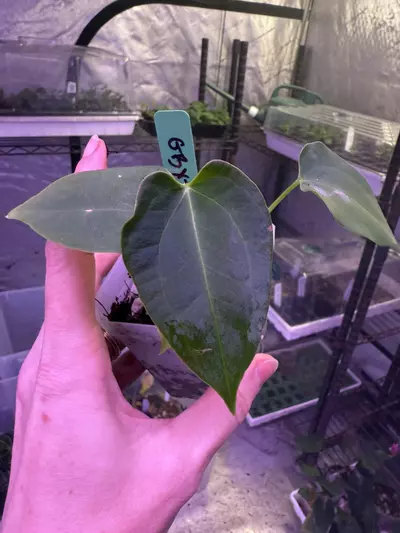 plant/Pap gatorbod x Tim’s black-0-thumbnail