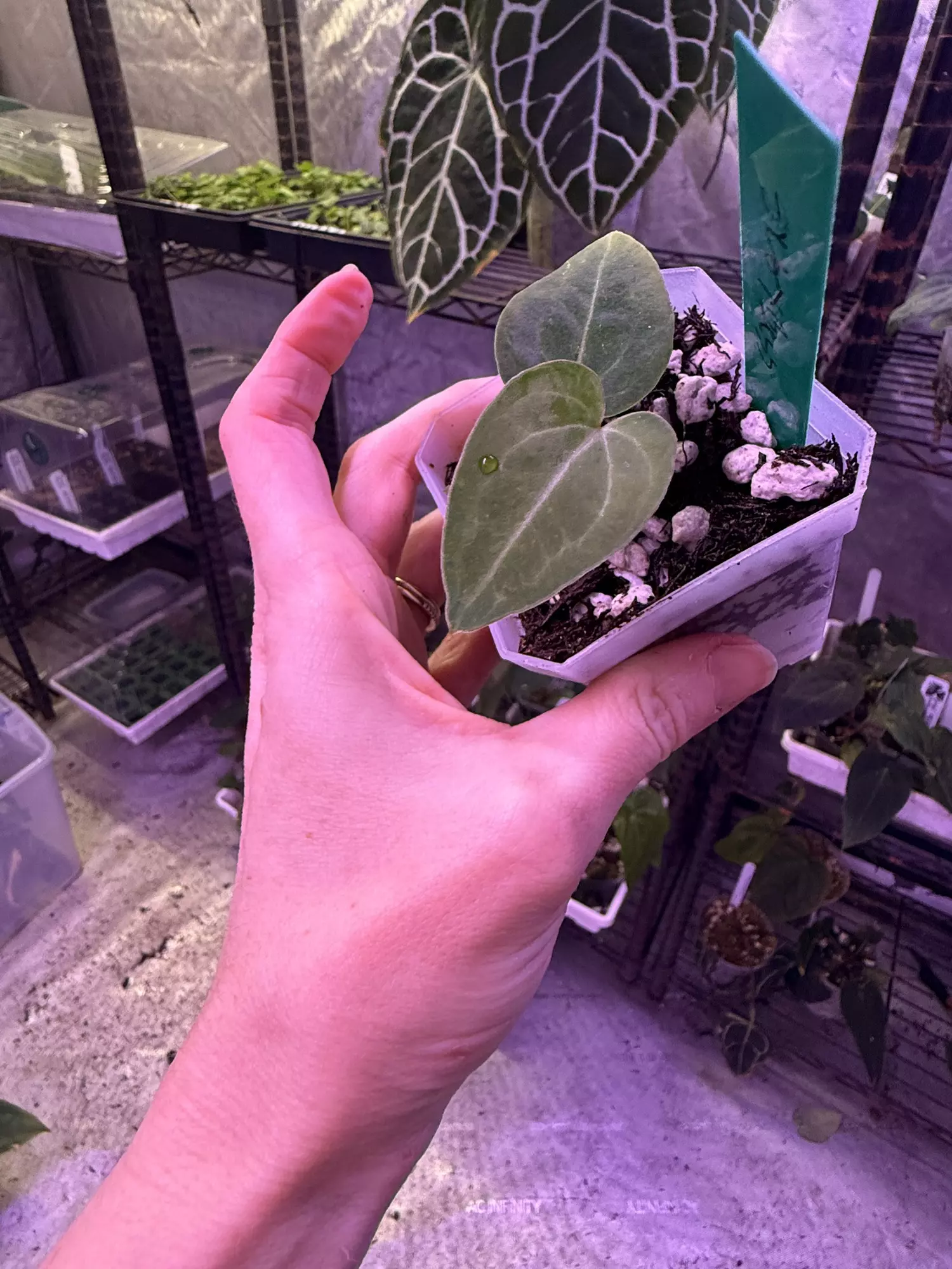 plant/Skg grey bench x dark Bess holdback-0