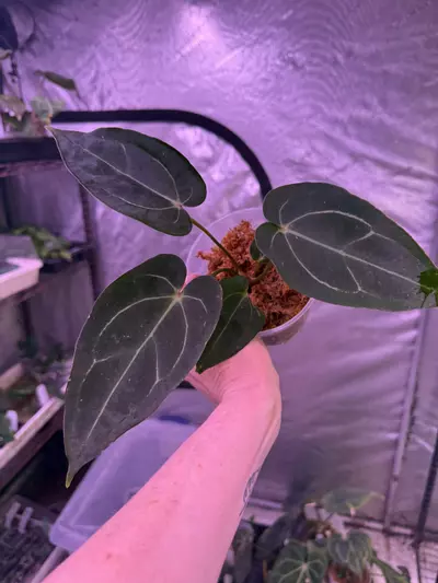 plant/Lost tag from Buz -0-thumbnail