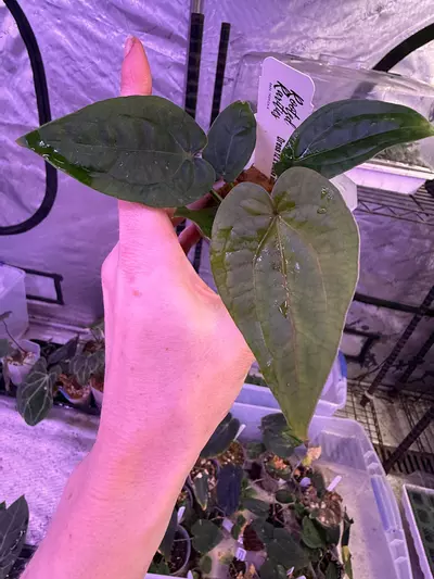 plant/Dress F2 x snake oil #1-0-thumbnail