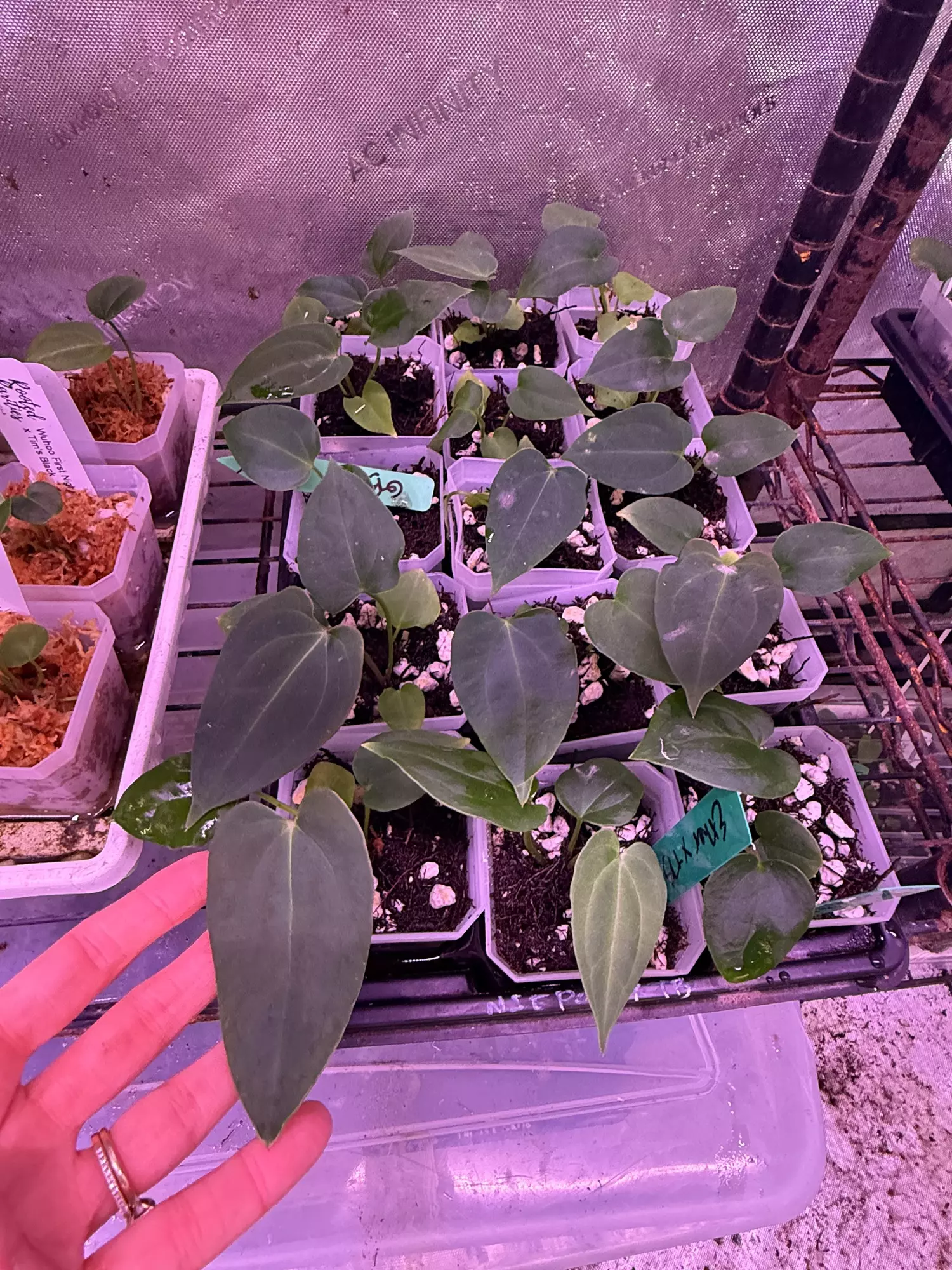 plant/GC Pap gatorbod x Tims black-0