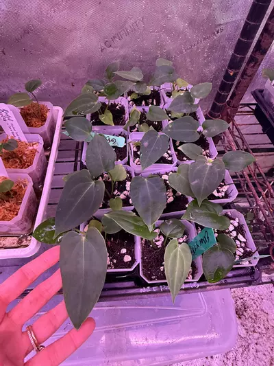 plant/GC Pap gatorbod x Tims black-0-thumbnail