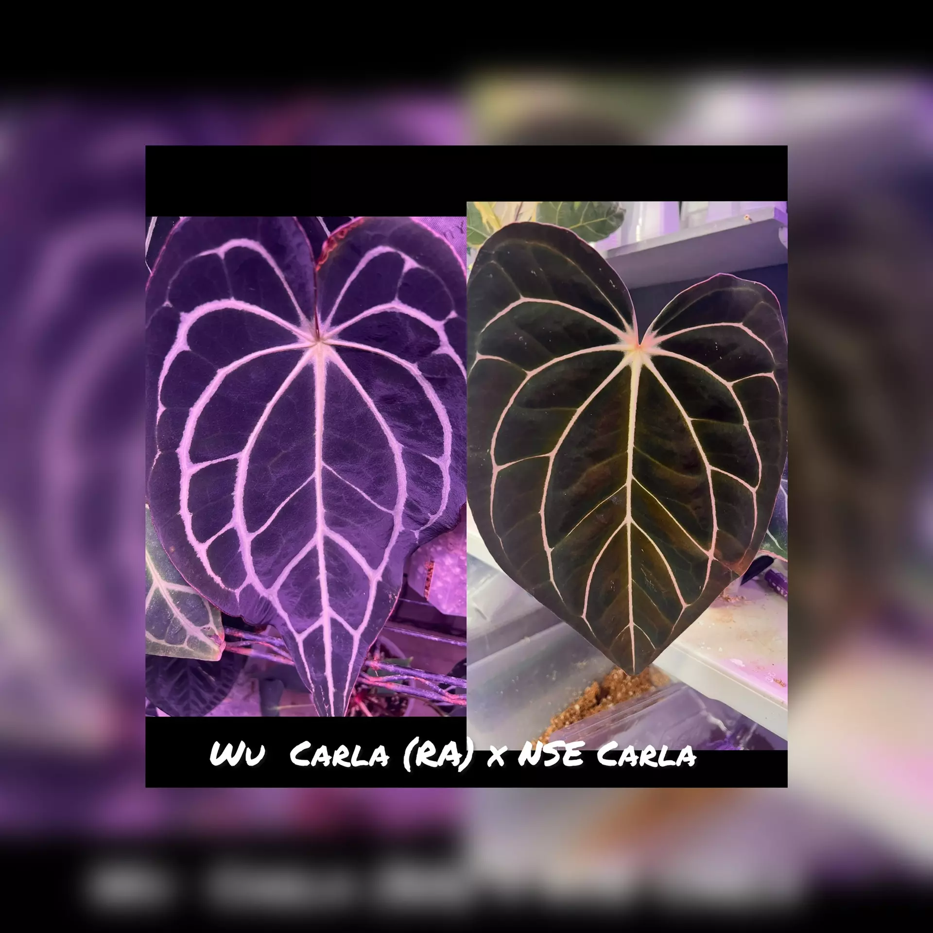plant/Wu Carla x Nse Carla 1 germinated seed-0