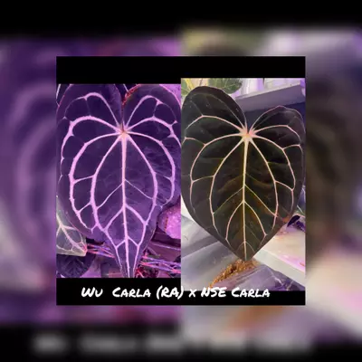 plant/Wu Carla x Nse Carla 1 germinated seed-0-thumbnail