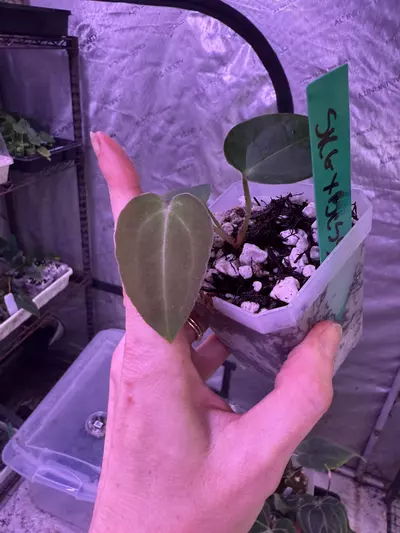 plant/Skg grey bench x Dark Bess-0-thumbnail