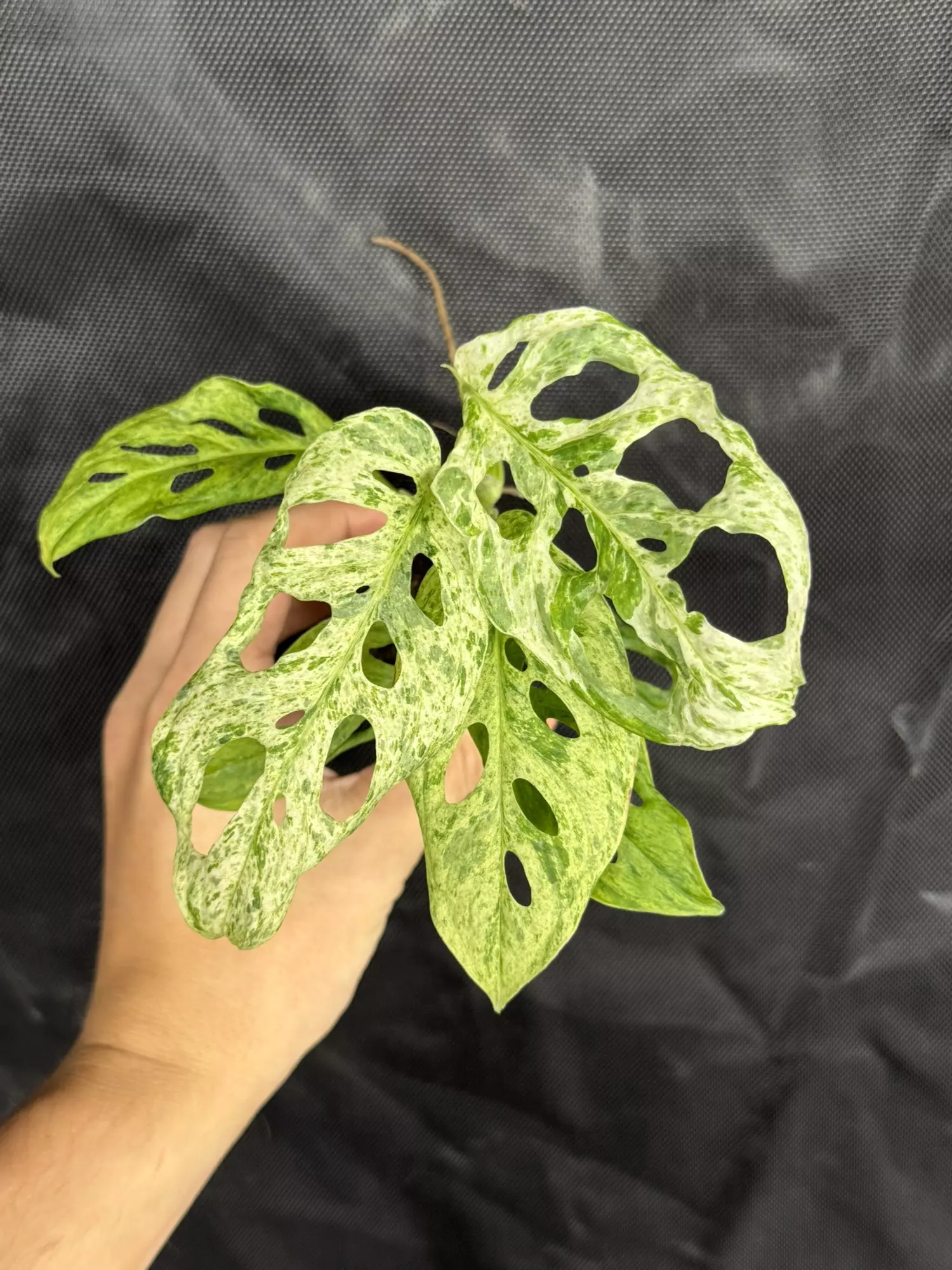 plant/9435 Frozen Freckles Monstera-0