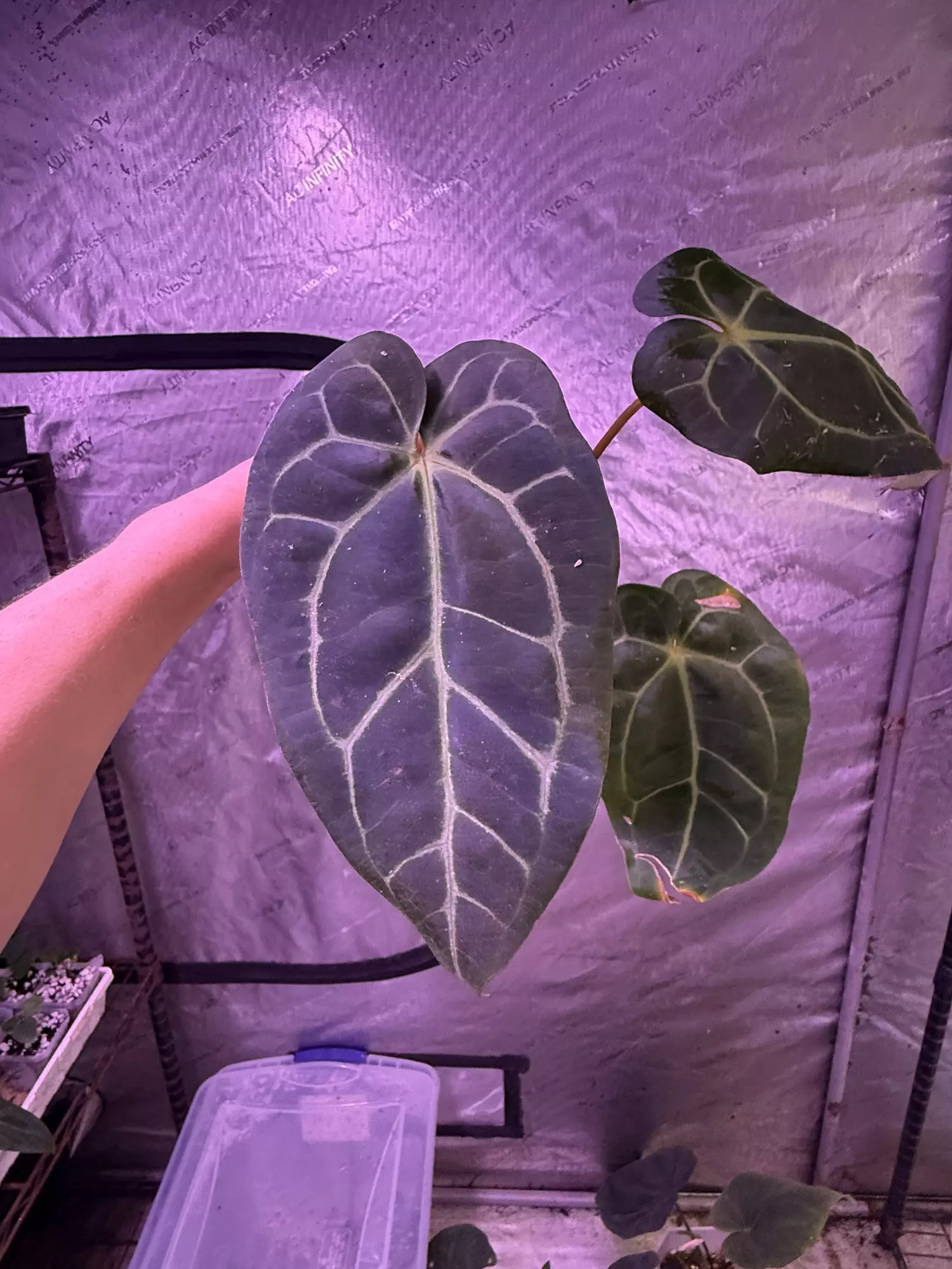 plant/Paul lost tag-0