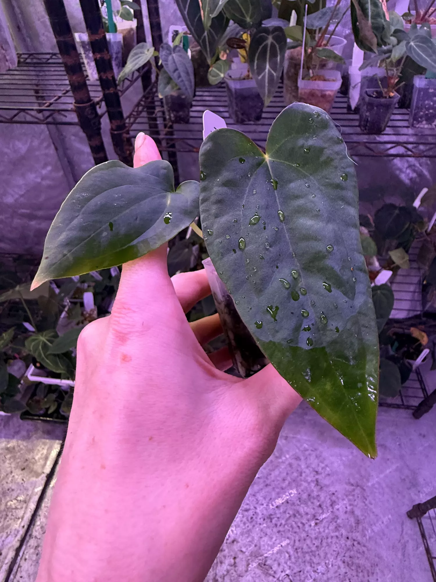 plant/Ree pap x rvdp Holdback-0