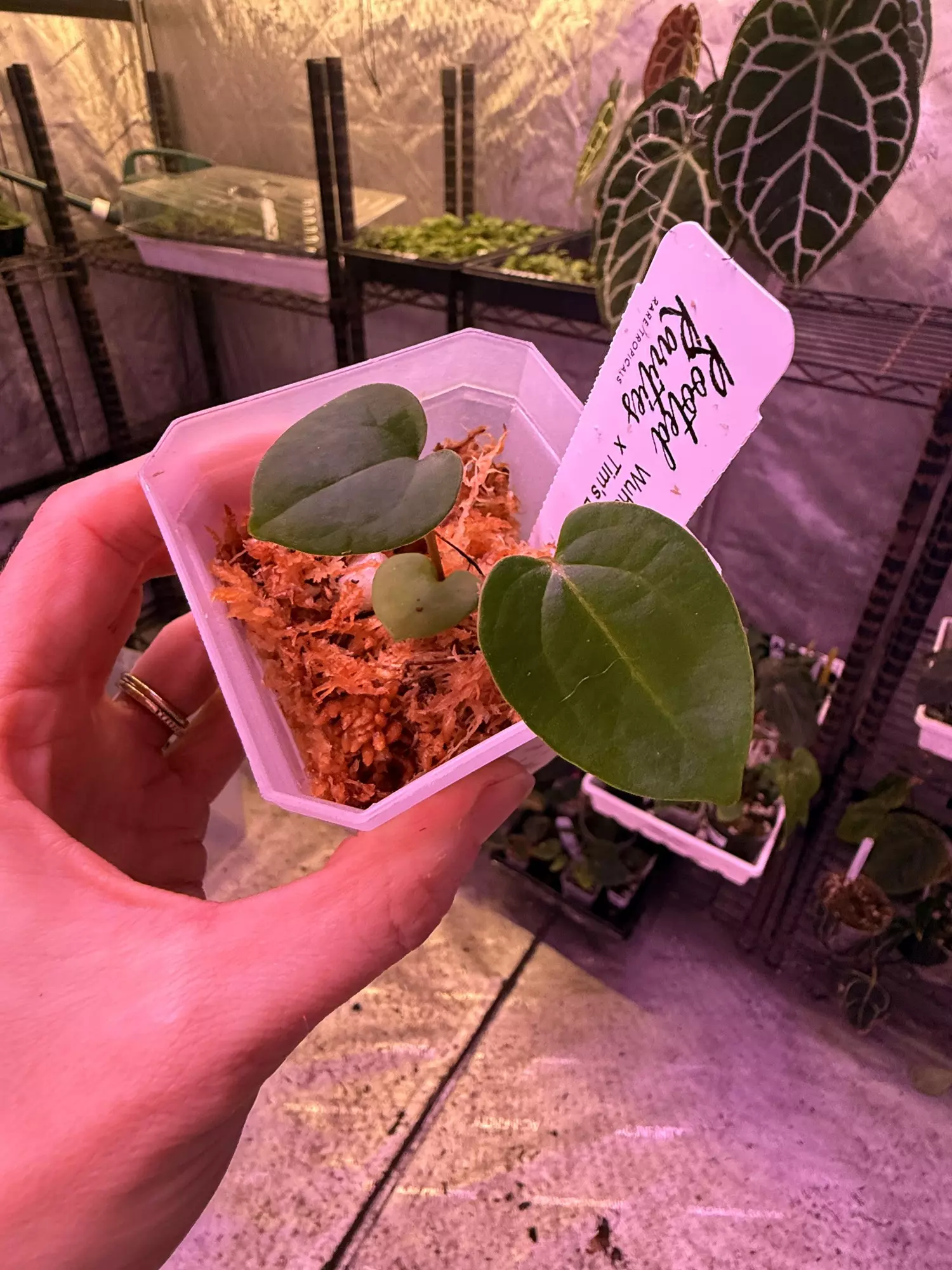 plant/Wuhoo’s first night x Tim’s black-0