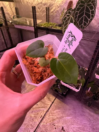 plant/Wuhoo’s first night x Tim’s black-0-thumbnail