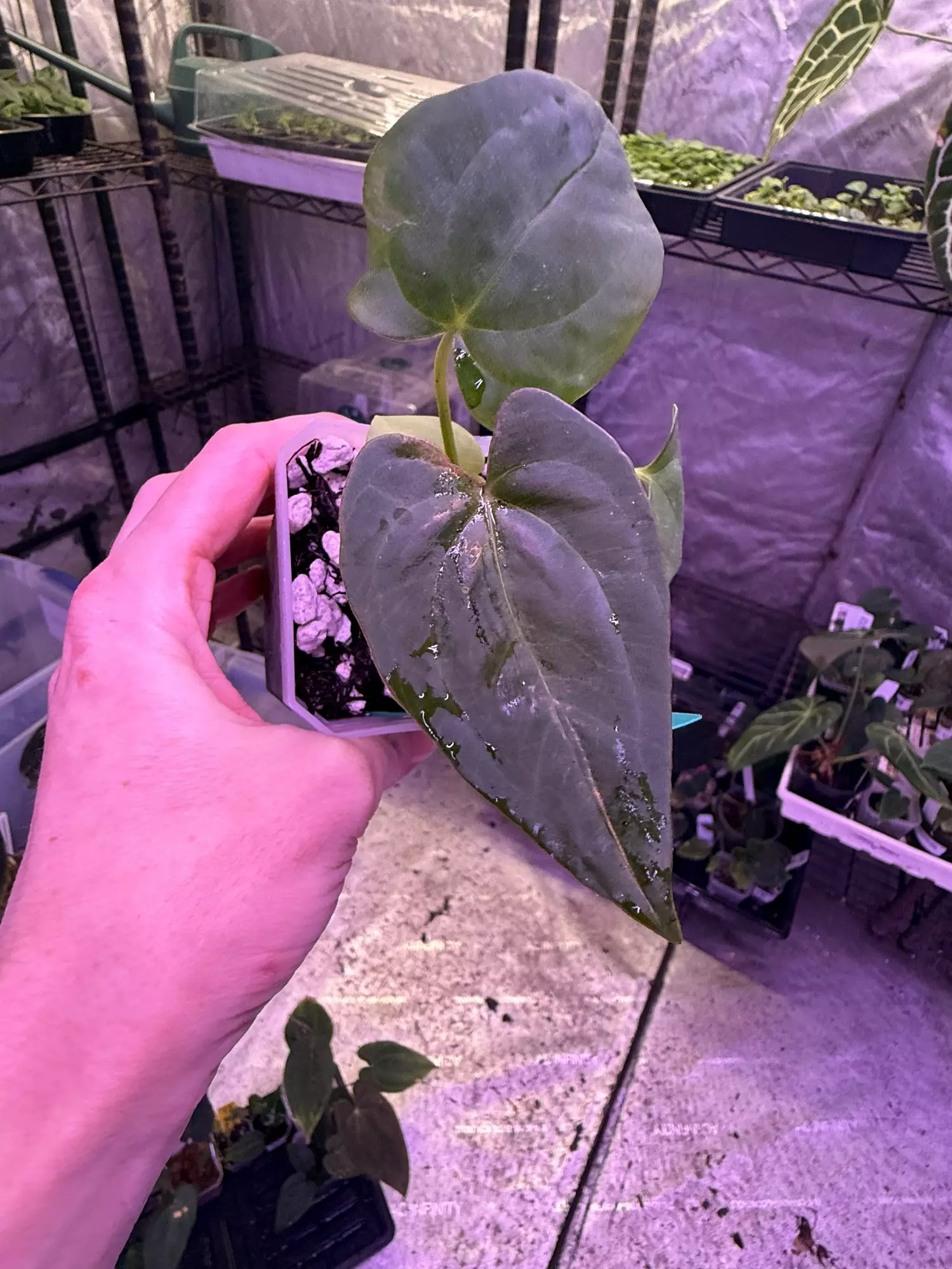 plant/Pap ra 6 x Vicky pap-0