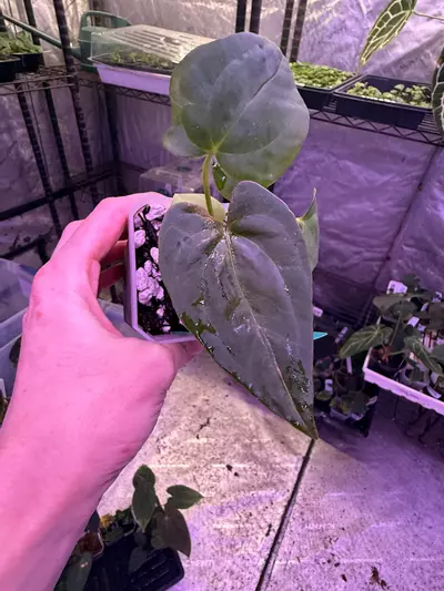 plant/Pap ra 6 x Vicky pap-0-thumbnail