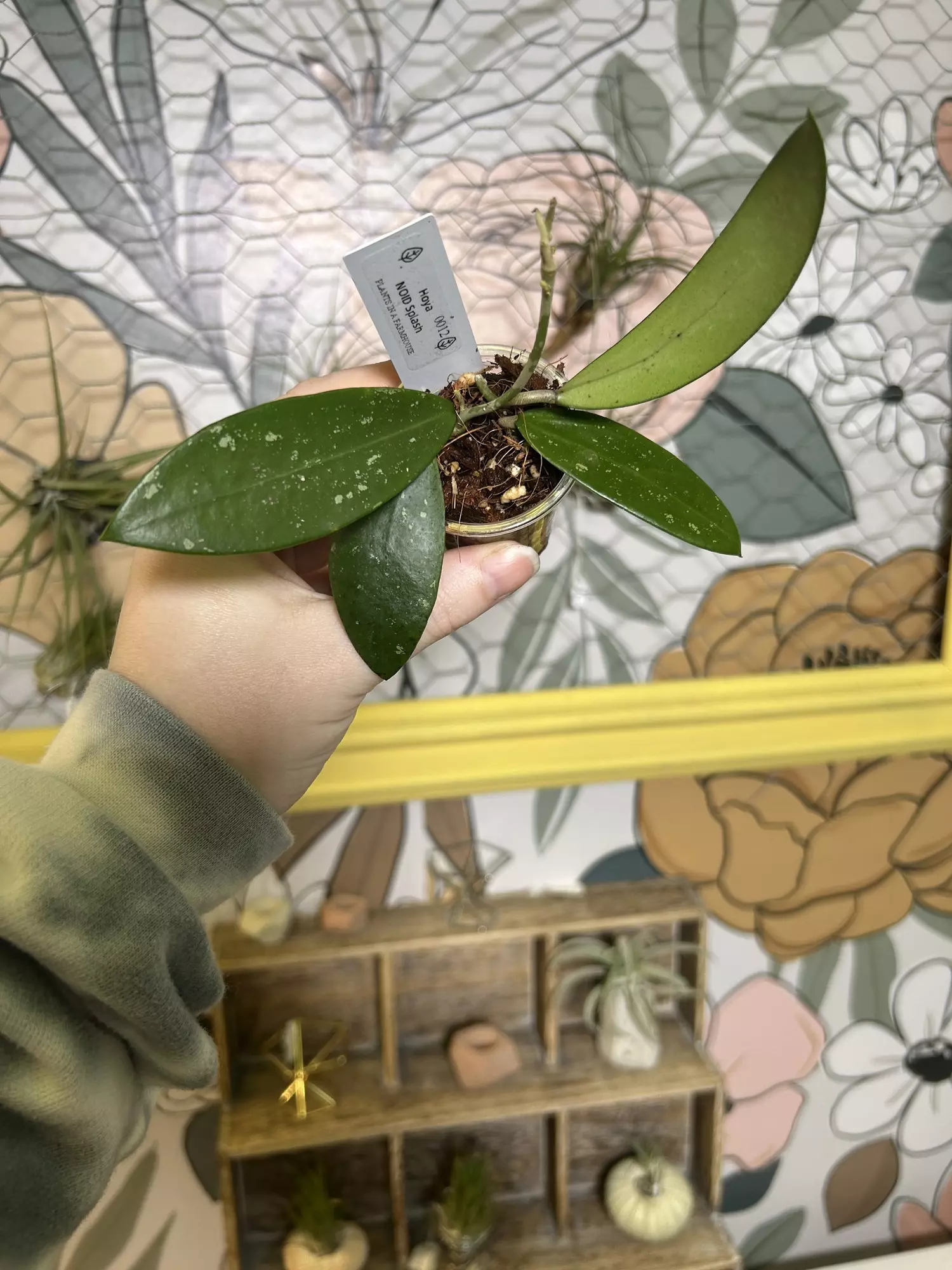 plant/1619 Hoya NOID Splash -0