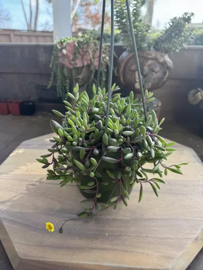 plant/6” ruby necklace-0-thumbnail