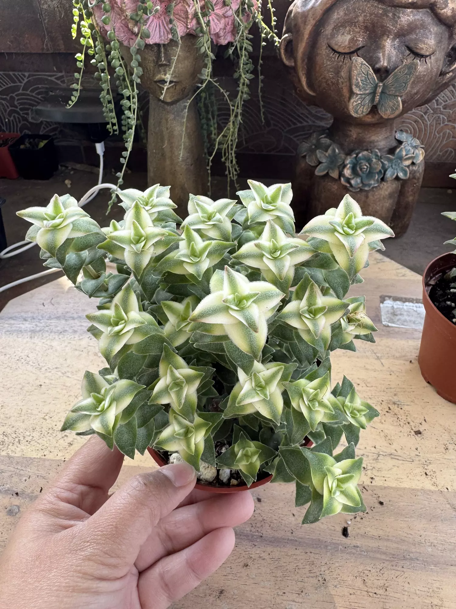 plant/4” varigated string of buttons-0