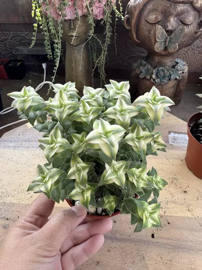 plant/4” varigated string of buttons-0-thumbnail