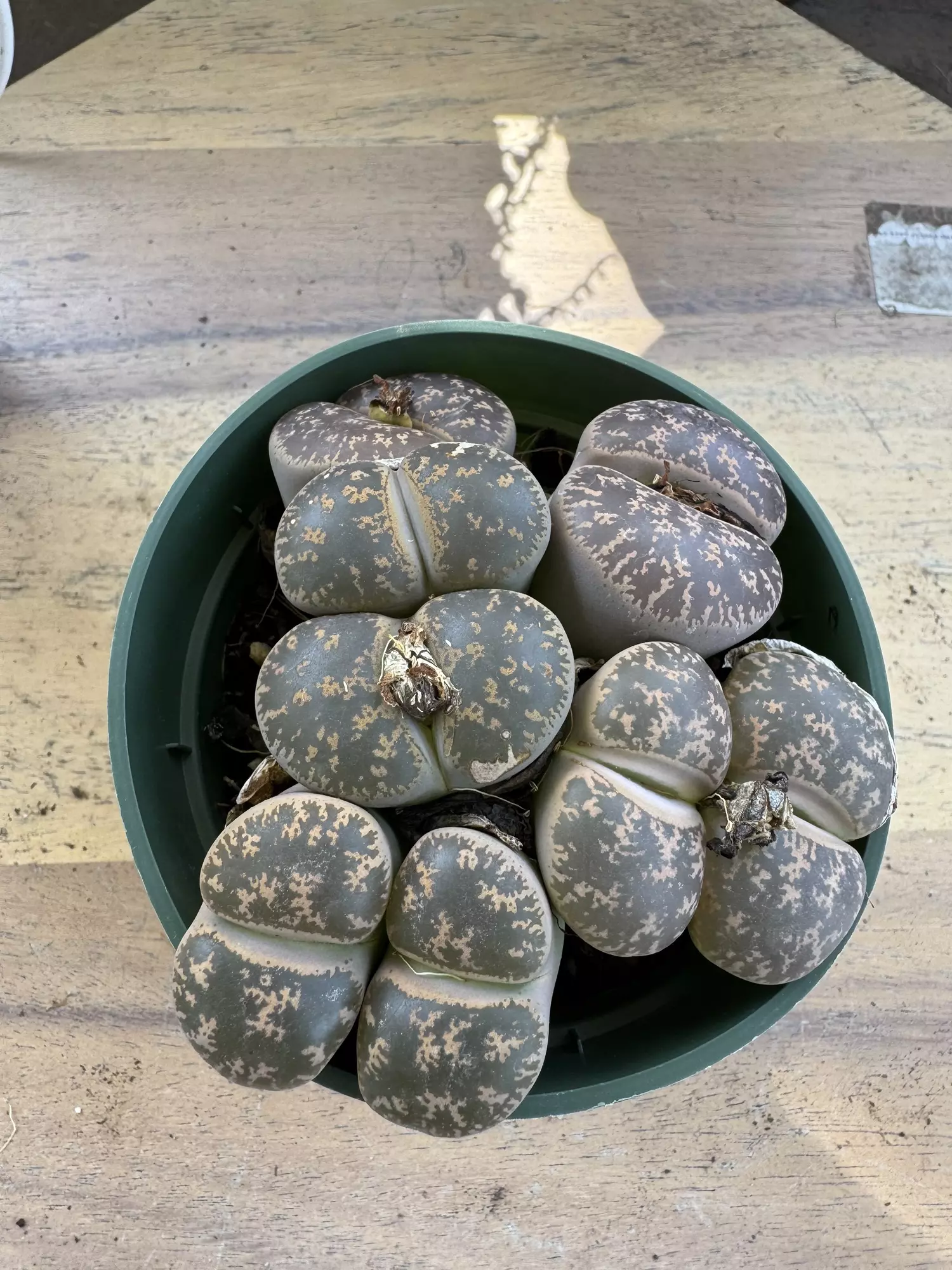 plant/4” lithops-0
