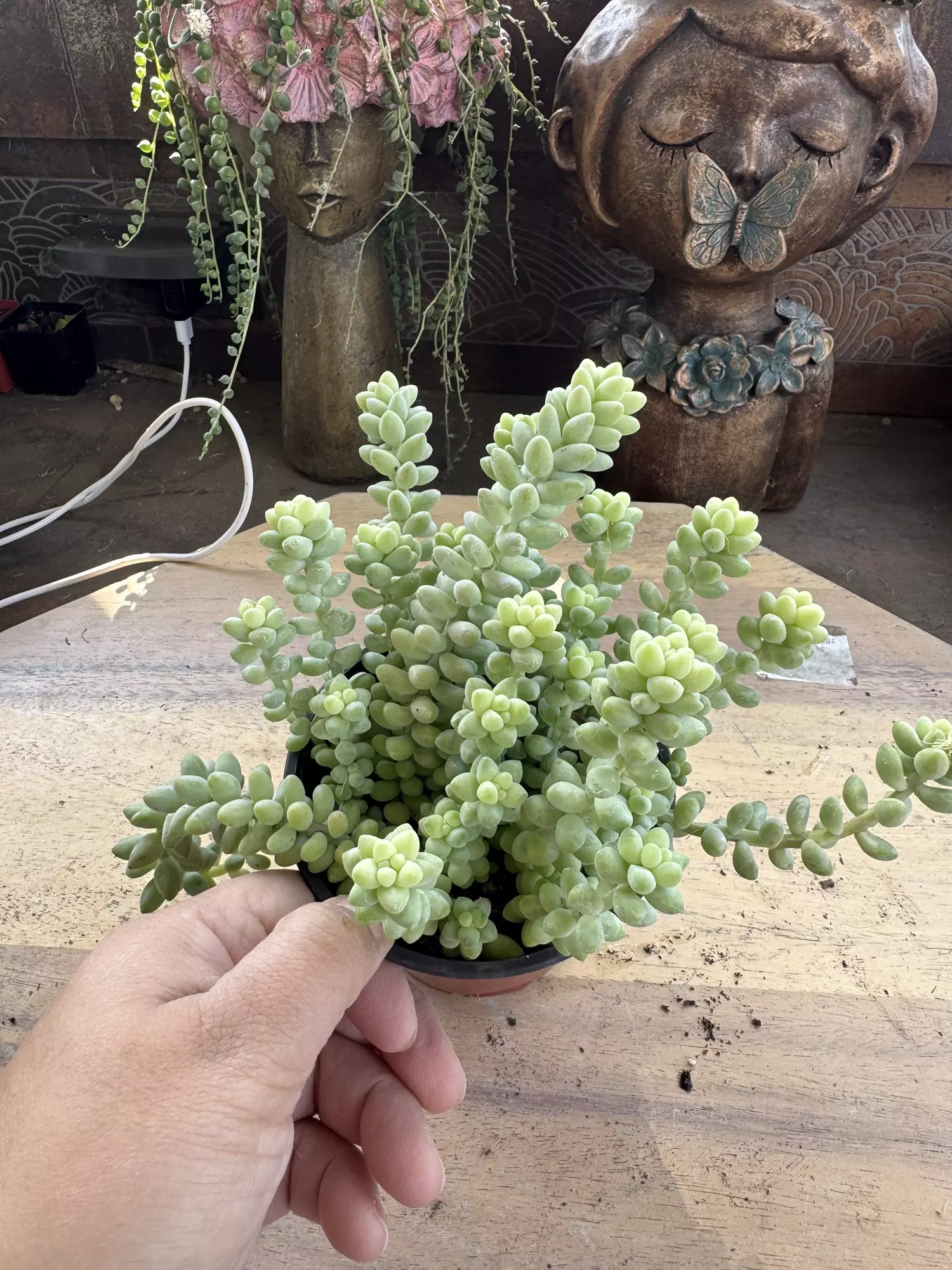 plant/4” burros tail-0